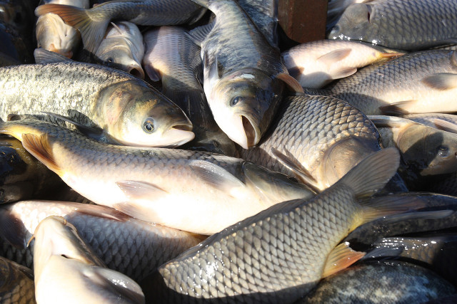 1734414000477673.jpg 淡水魚.jpg